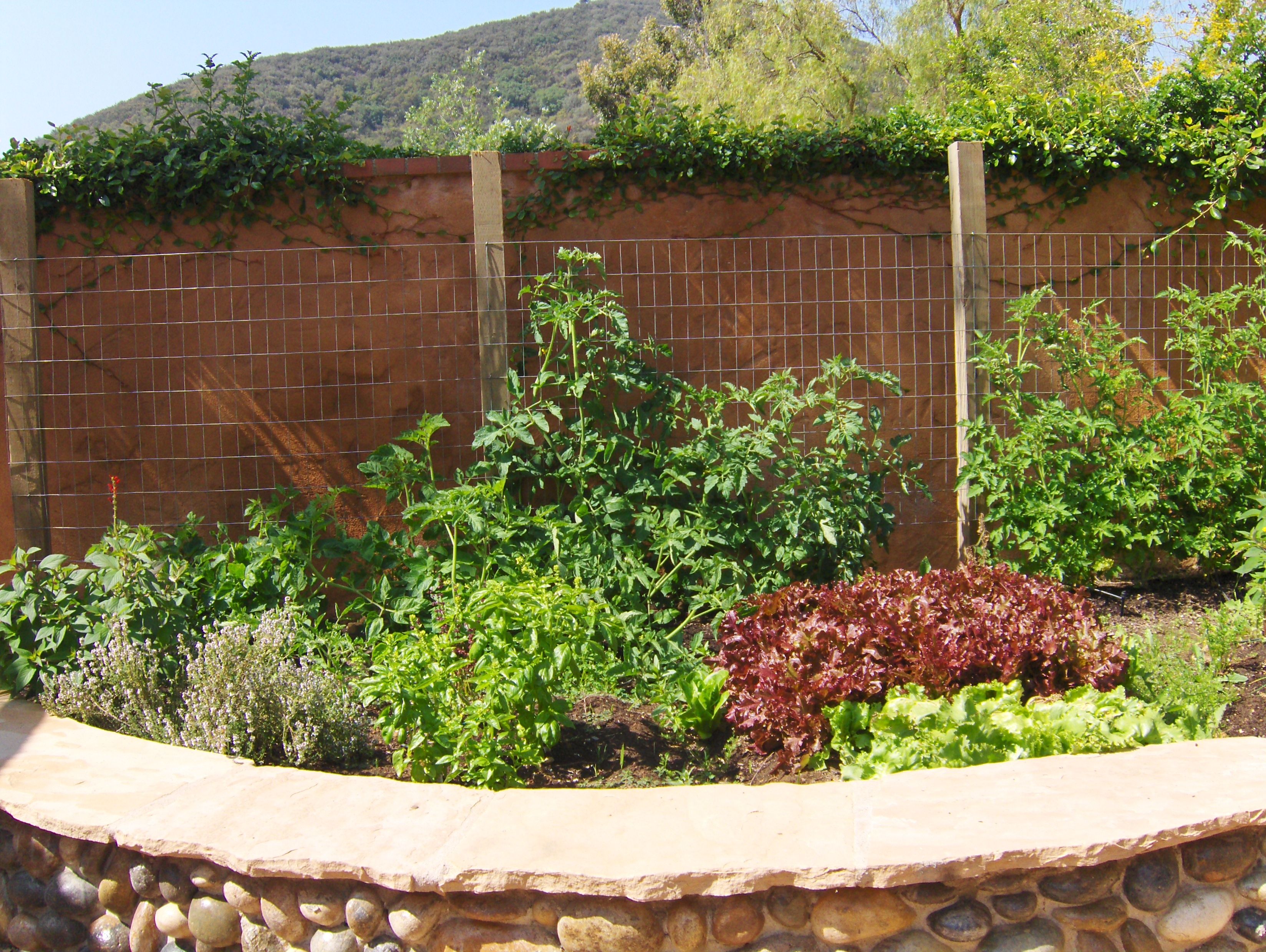 Vegetable garden at fenceline.